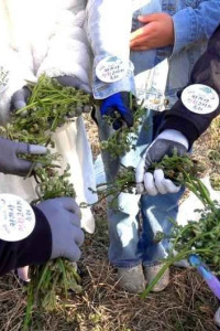 한라산 청정 고사리축제