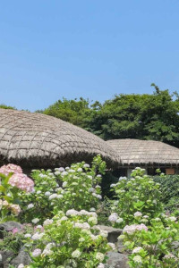 제주민속촌 수국축제