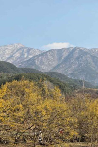 구례산수유꽃축제