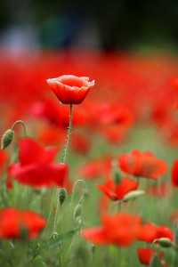 원주용수골꽃양귀비축제 여행 추천 - 메고지고