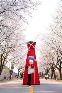 여주흥천남한강 벚꽃축제