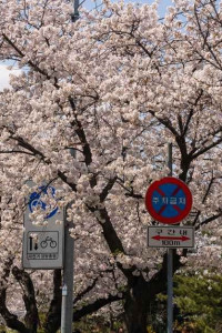 영등포 여의도 봄꽃축제
