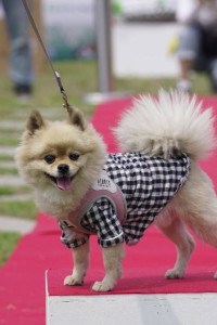 기장군반려동물문화축제