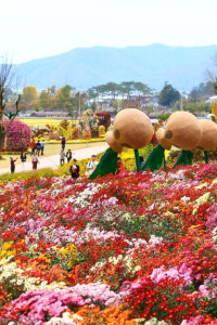 화순 고인돌 가을꽃 축제