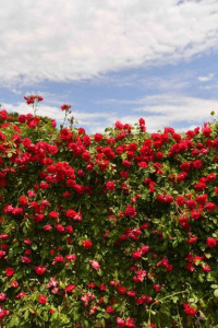 곡성세계장미축제