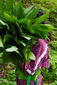 산불피해 극복을 위한 영양산나물 먹거리 한마당