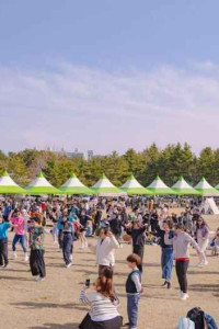 영랑호 벚꽃축제