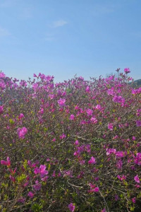 산청황매산철쭉제