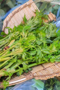 양평 용문산 산나물축제