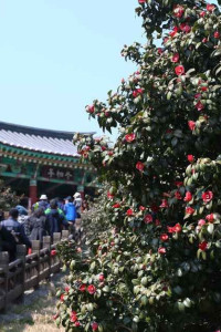 서천 동백꽃 주꾸미 축제