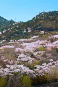 유달산 봄축제 여행 추천 - 메고지고