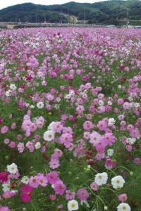 하동 북천 코스모스 메밀꽃 축제