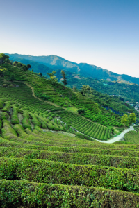하동야생차문화축제