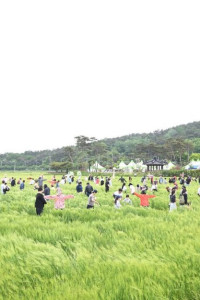 영광찰보리 축제