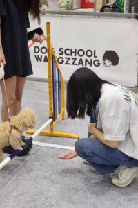 대한민국 펫캉스