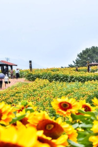 강주해바라기 축제