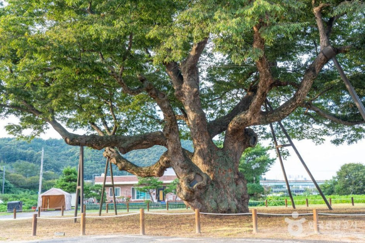 대전 괴곡동 느티나무 여행 추천 - 메고지고