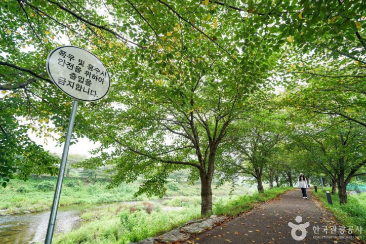 칠원천 벚꽃길 여행 추천 - 메고지고
