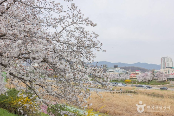 무심천 벚꽃 거리 여행 추천 - 메고지고