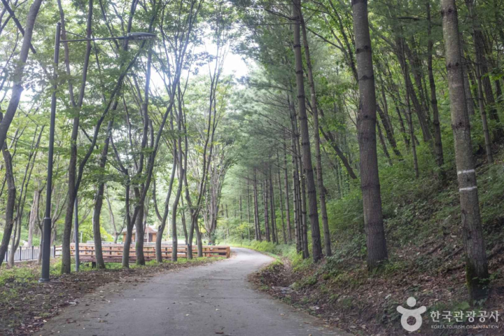 청송 자연휴양림 여행 추천 - 메고지고