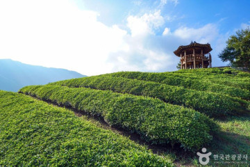 화개야생차밭 여행 추천 - 메고지고