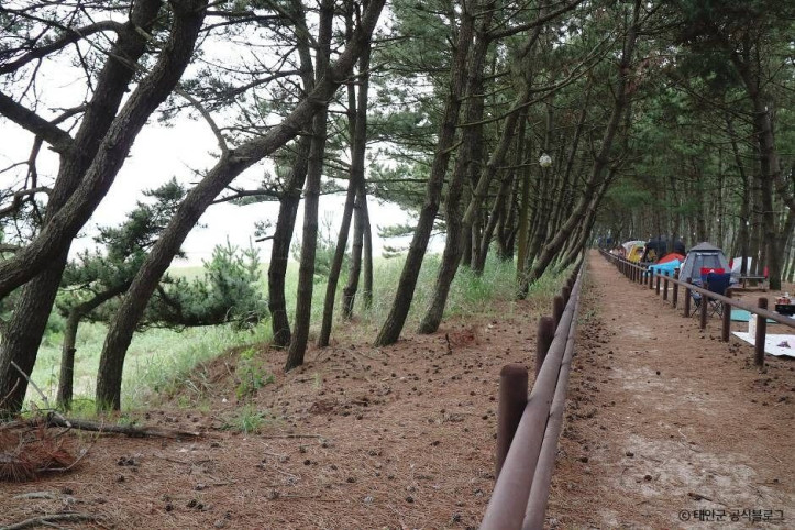 안면해수욕장 여행 추천 - 메고지고