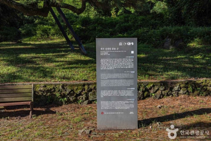산천단곰솔 여행 추천 - 메고지고