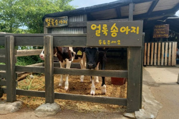 강릉 모래내 한과마을(갈골한과) 여행 추천 - 메고지고