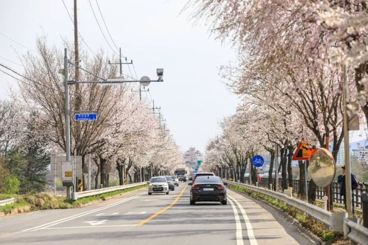 북한강로 벚꽃길 여행 추천 - 메고지고