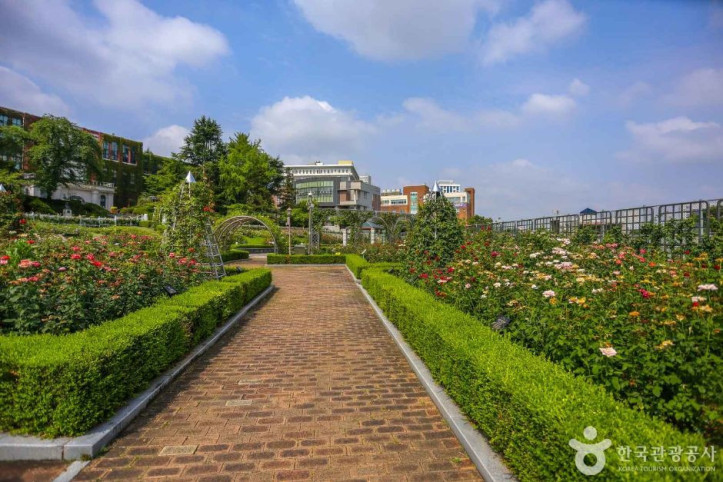 조선대학교 장미원 여행 추천 - 메고지고