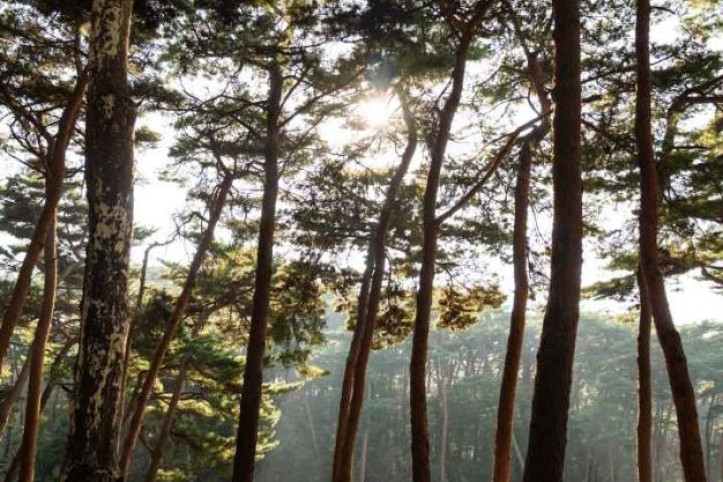 안면도자연휴양림 여행 추천 - 메고지고
