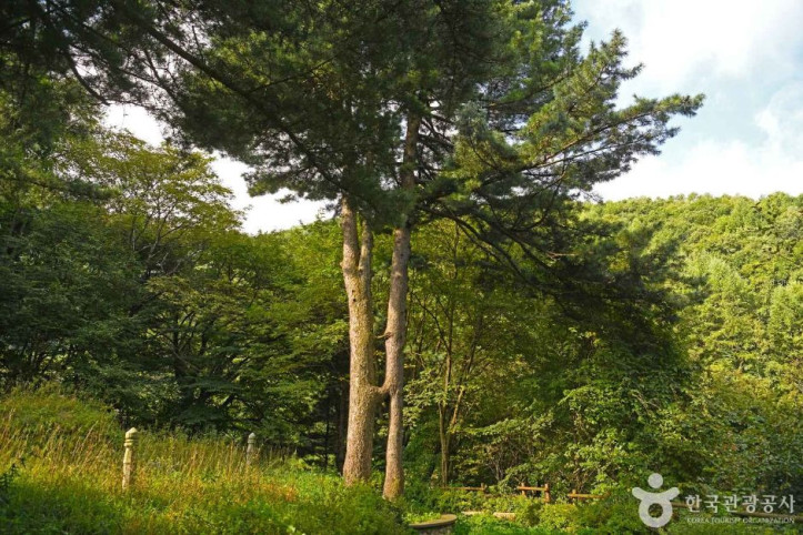 잣나무 연리지 여행 추천 - 메고지고