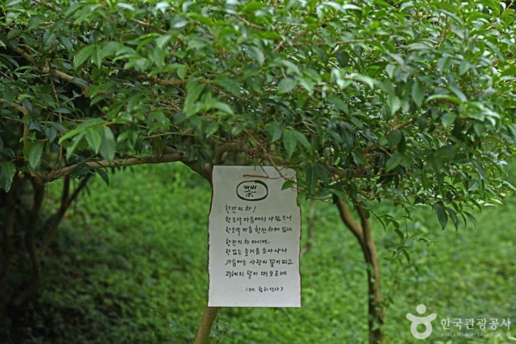 보성녹차 시배지 여행 추천 - 메고지고