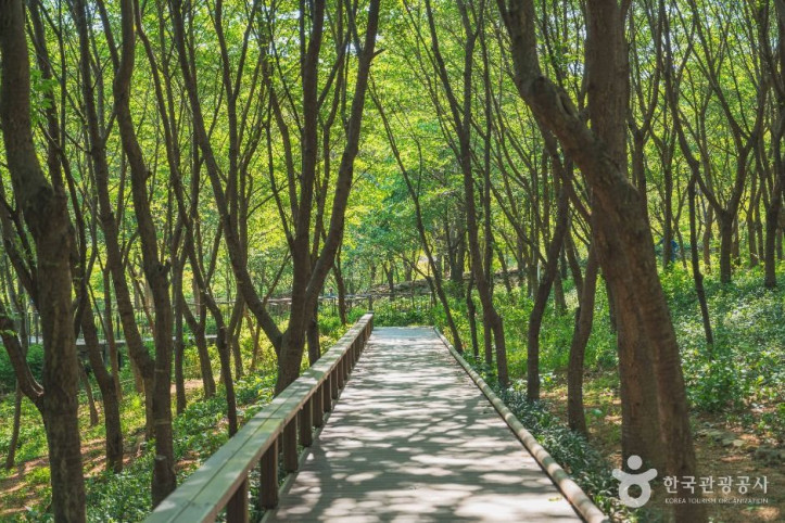 대모산숲속야생화원 여행 추천 - 메고지고