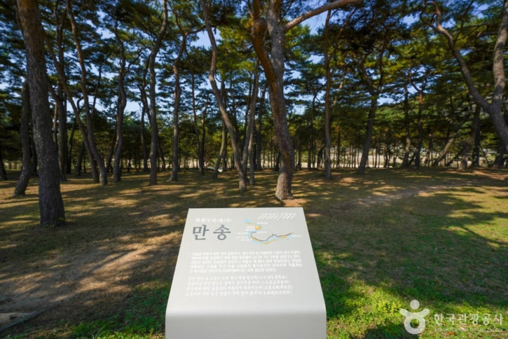 만송정 숲 여행 추천 - 메고지고