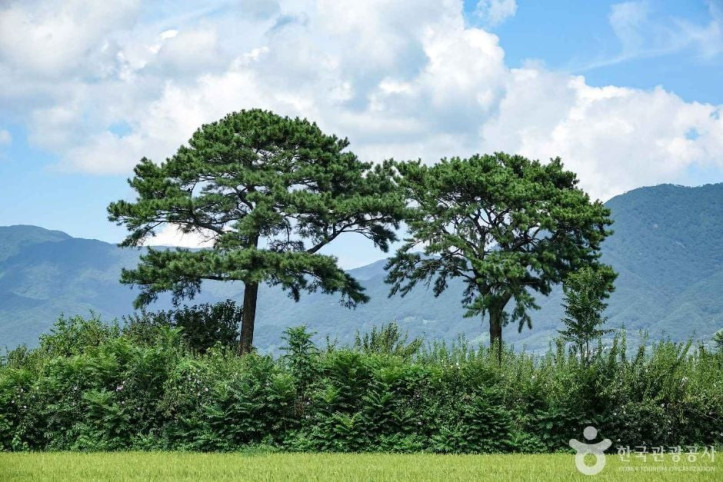 평사리부부소나무 여행 추천 - 메고지고