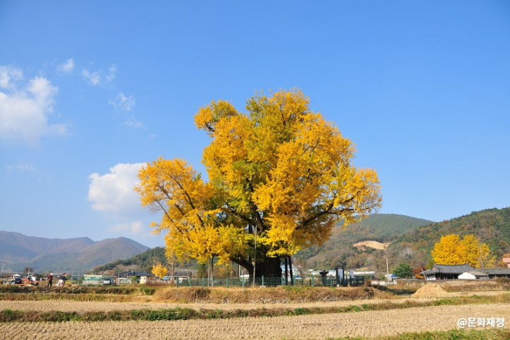 울주 구량리 은행나무 여행 추천 - 메고지고