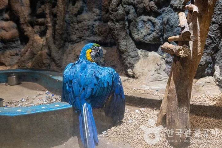 쥬쥬랜드 여행 추천 - 메고지고