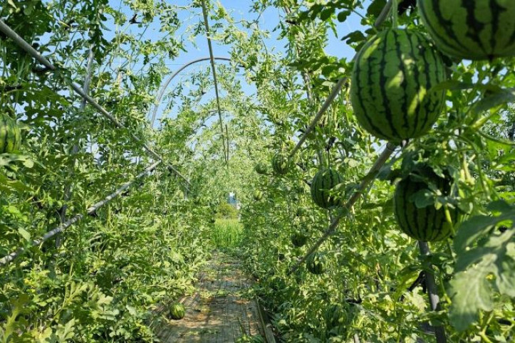 치유앤 딸기 체험 농장 여행 추천 - 메고지고