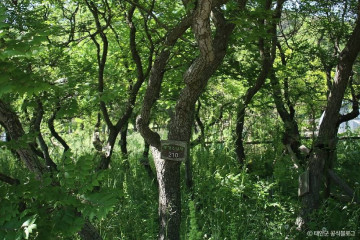 코리아플라워파크 여행 추천 - 메고지고