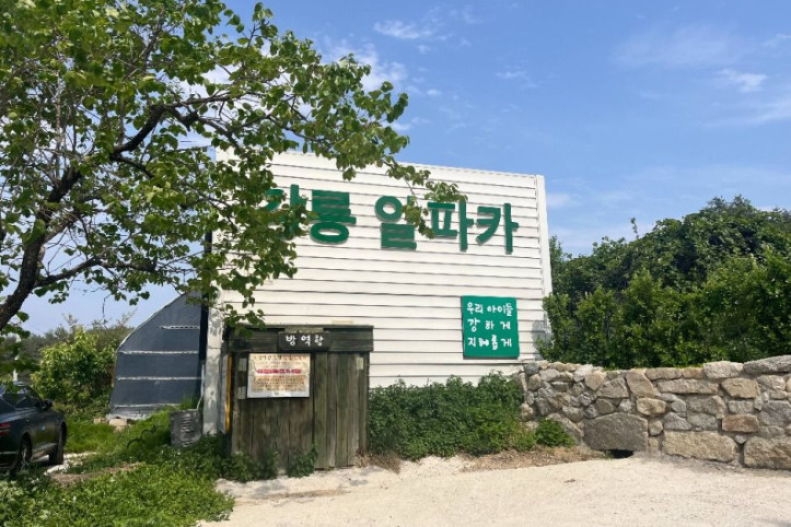 대관령아기동물농장 여행 추천 - 메고지고