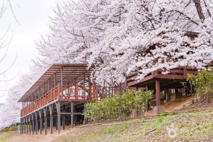 안양천제방벚꽃길 여행 추천 - 메고지고