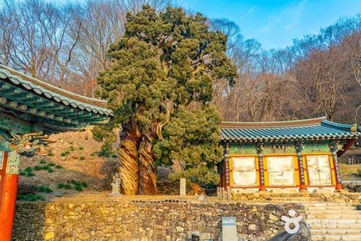 순천 송광사 천자암 쌍향수(곱향나무) 여행 추천 - 메고지고