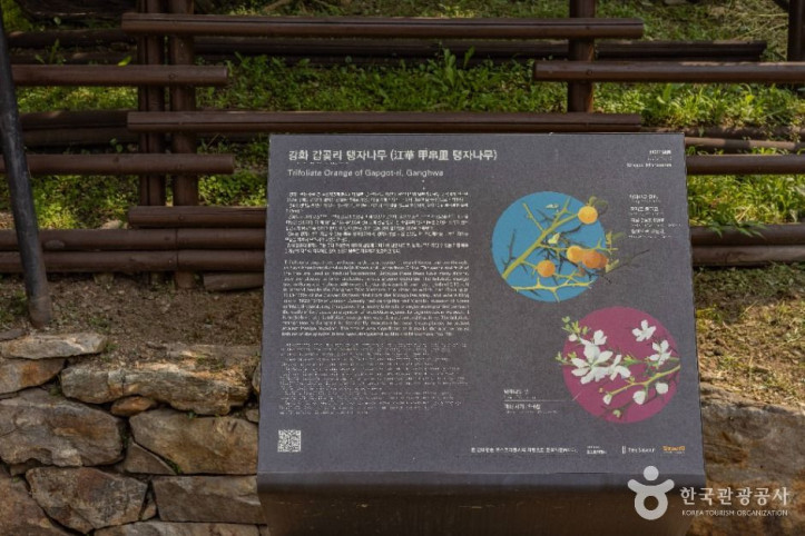 강화 갑곶리 탱자나무 여행 추천 - 메고지고