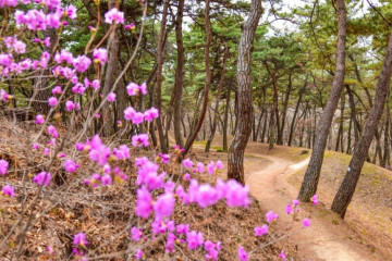 부소산 여행 추천 - 메고지고
