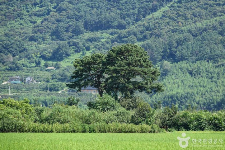 평사리부부소나무 여행 추천 - 메고지고