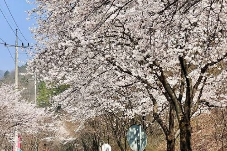 소양벚꽃길 여행 추천 - 메고지고