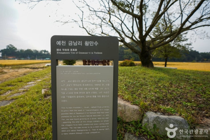 예천 금남리 황목근(팽나무) 여행 추천 - 메고지고