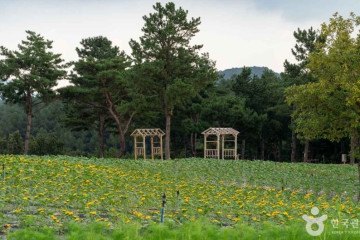 철원관광정보센터 여행 추천 - 메고지고