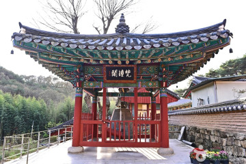 두동편백나무숲 여행 추천 - 메고지고